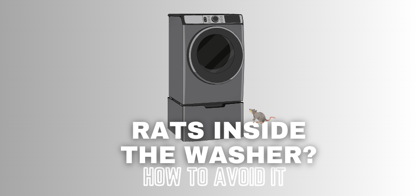A banner image with a washer vector and the text reads, "rats inside the washer?"